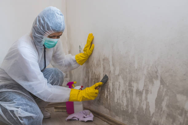 Best Home Mold Removal  in Oostburg, WI