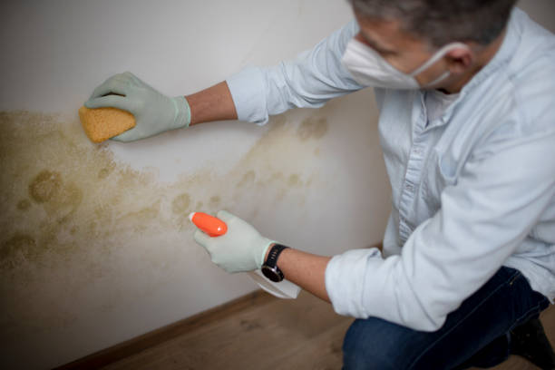 Certified Mold Removal in Oostburg, WI