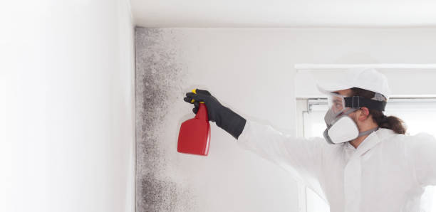 Home Mold Removal in Oostburg, WI