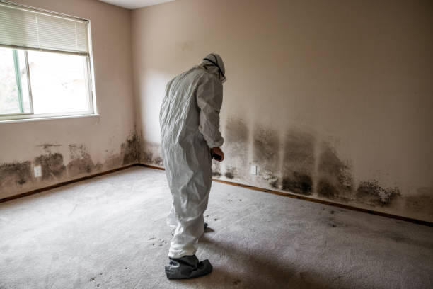Office Mold Removal Services in Oostburg, WI