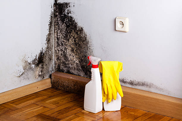 Best Attic Mold Removal  in Oostburg, WI